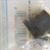 822424001 Seal Throttle Cable Mercury OEM